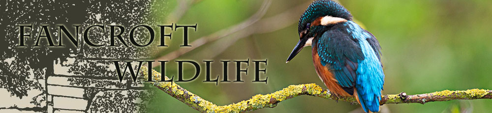 Kingfisher sitting on litchen covered branch