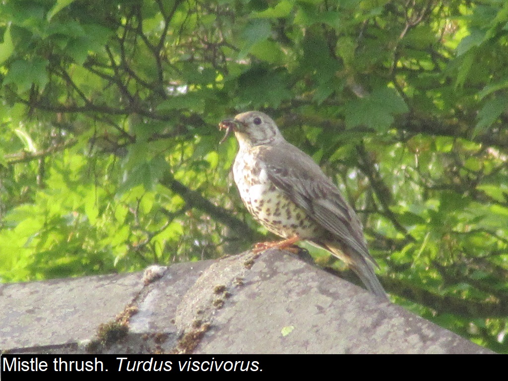 Mistle thrush collecting food